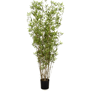 Oosterse Bamboe