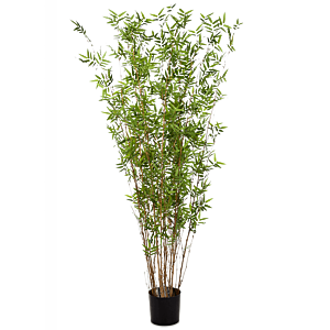 Oosterse Bamboe