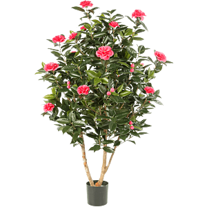Camelia Japonica