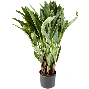 Calathea