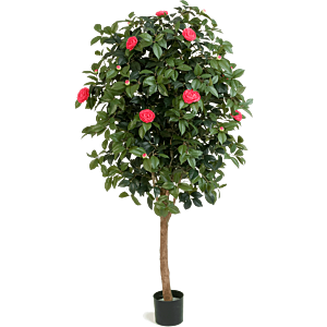 Camelia