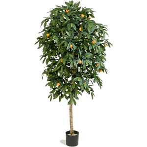 Citrus Mandarijn