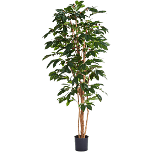 Koffieplant (Coffea Arabica)