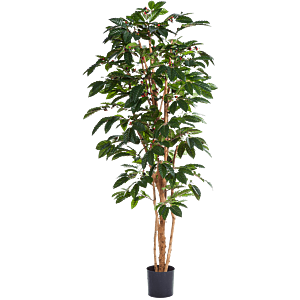 Koffieplant (Coffea Arabica)