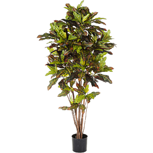 Croton Excellent