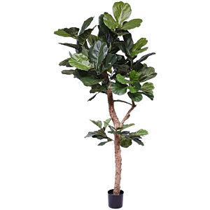 Vioolbladplant (Ficus Lyrata)