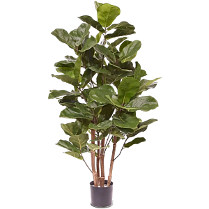 Ficus Lyrata