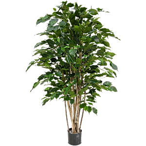 Ficus Benjamina Exotica