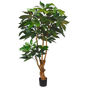 Schefflera Actinophylla Amate