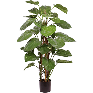 Epipremnum (Pothos)