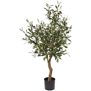 Europese Olijf (Olea Europaea)
