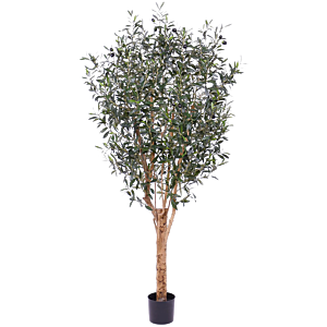 Europese Olijf (Olea Europaea)