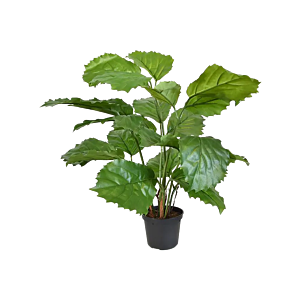 Tetrastigma Voinierianum