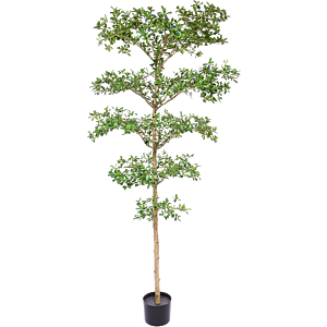 Bucida Buceras