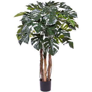 Monstera Deliciosa