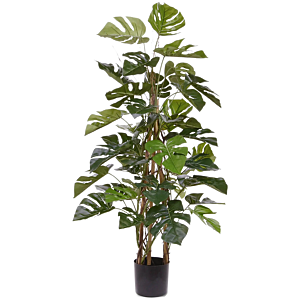 Monstera Deliciosa