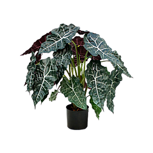 Alocasia Polly