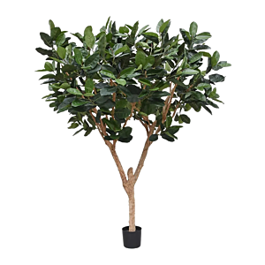 Rubberplant (Ficus Elastica Robusta)