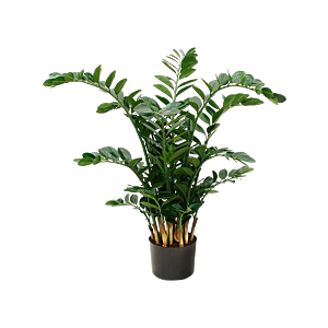 Zamioculcas Zamiifolia