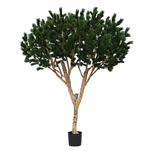 Dennenboom (Pinus)