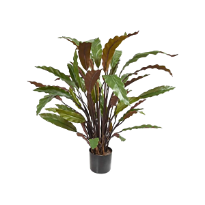 Calathea Rufibarba