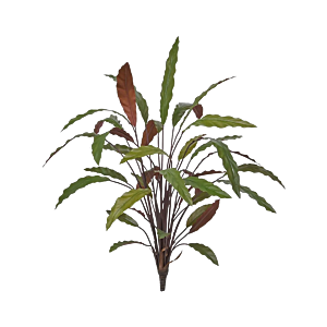 Calathea Rood
