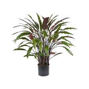 Calathea Rufibarba