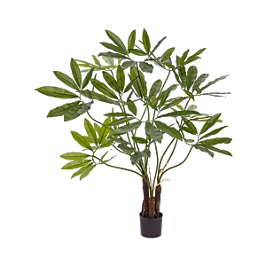 Philodendron