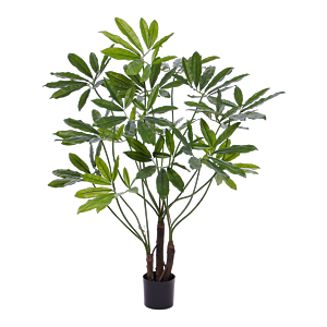 Philodendron