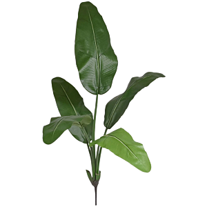 Ravenala Madegascariensis