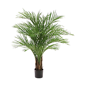 Goudpalm (Dypsis Lutescens)