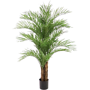 Goudpalm (Dypsis Lutescens)
