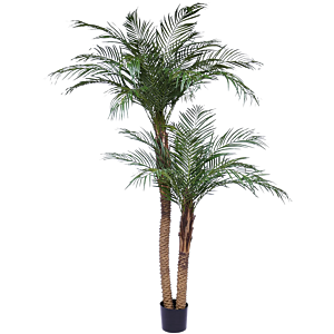 Phoenixpalm