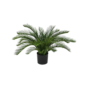 Cycas Revoluta