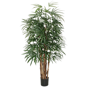 Rhapis Excelsa