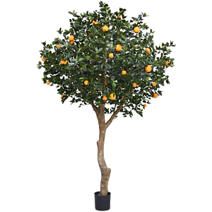 Sinaasappelboom (Citrus Chinensis)