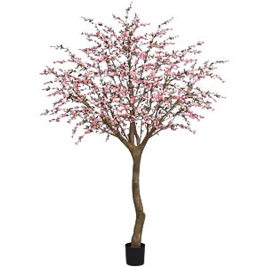 Prunus