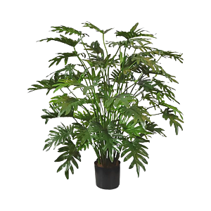 Philodendron Xanadu