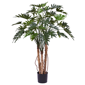 Philodendron Xanadu