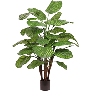 Calathea Fasciata