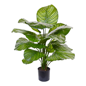 Calathea Fasciata