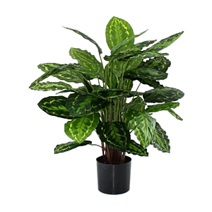 Calathea Rosea Picta