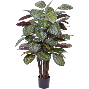 Calathea Roseopicta