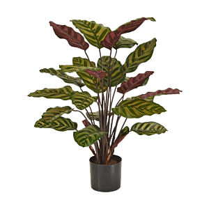 Calathea Makoyana