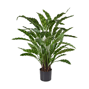 Calathea Leopardina