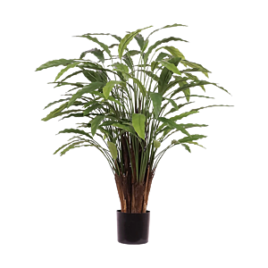 Calathea Leopardina