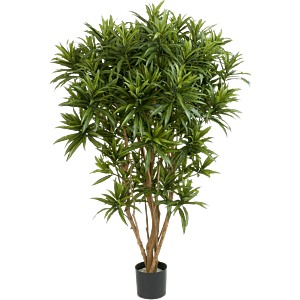 Dracaena Reflexa Jamaica