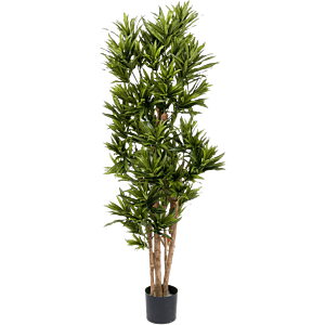 Dracaena Reflexa