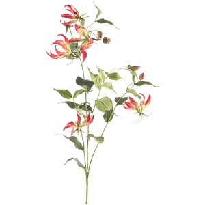 Gloriosa