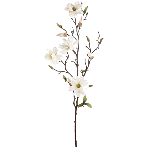 Magnolia Wild
